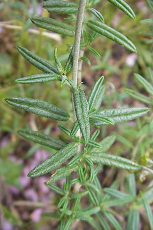 Helianthemum scopulicolum \ Mallorquinisches Sonnenr�schen / Mallorca Rock-Rose, Mallorca/Majorca Soller Botan. Gar.  23.4.2011