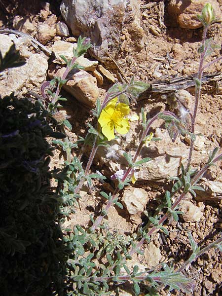 Helianthemum caput-felis ? \ Katzenkopf-Sonnenr�schen, Graubl&auml;ttriges Sonnenr�schen / Cat's Head Rock-Rose, Mallorca/Majorca Port de Andratx 9.4.2012