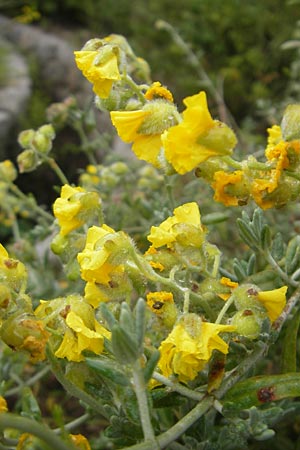 Helianthemum caput-felis \ Katzenkopf-Sonnenr�schen, Graubl&auml;ttriges Sonnenr�schen / Cat's Head Rock-Rose, Mallorca/Majorca Soller Botan. Gar.  4.4.2012