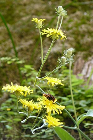 Crepis triasii \ Klippen-Pippau / Crag Hawk's-Beard, Mallorca/Majorca Torrent de Pareis 27.4.2011
