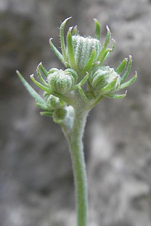 Crepis triasii \ Klippen-Pippau / Crag Hawk's-Beard, Mallorca/Majorca Torrent de Pareis 27.4.2011