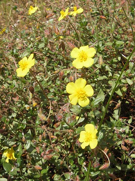 Helianthemum origanifolium subsp. serrae \ Dostbl&auml;ttriges Sonnenr�schen / Majoram-Leaved Rock-Rose, Mallorca/Majorca Soller Botan. Gar.  23.4.2011