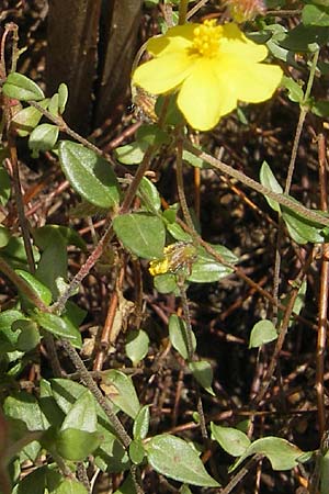 Helianthemum origanifolium subsp. serrae \ Dostbl&auml;ttriges Sonnenr�schen / Majoram-Leaved Rock-Rose, Mallorca/Majorca Soller Botan. Gar.  23.4.2011