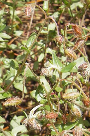 Helianthemum origanifolium subsp. serrae \ Dostbl&auml;ttriges Sonnenr�schen / Majoram-Leaved Rock-Rose, Mallorca/Majorca Soller Botan. Gar.  23.4.2011