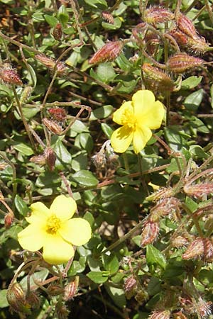 Helianthemum origanifolium subsp. serrae \ Dostbl&auml;ttriges Sonnenr�schen / Majoram-Leaved Rock-Rose, Mallorca/Majorca Soller Botan. Gar.  23.4.2011