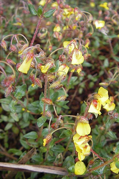 Helianthemum origanifolium subsp. serrae \ Dostbl&auml;ttriges Sonnenr�schen / Majoram-Leaved Rock-Rose, Mallorca/Majorca Soller Botan. Gar.  4.4.2012