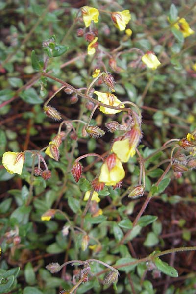 Helianthemum origanifolium subsp. serrae \ Dostbl&auml;ttriges Sonnenr�schen / Majoram-Leaved Rock-Rose, Mallorca/Majorca Soller Botan. Gar.  4.4.2012