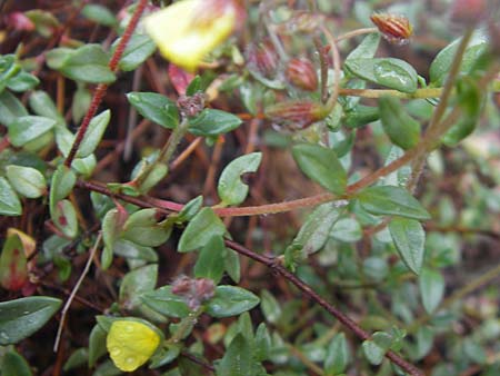 Helianthemum origanifolium subsp. serrae \ Dostbl&auml;ttriges Sonnenr�schen / Majoram-Leaved Rock-Rose, Mallorca/Majorca Soller Botan. Gar.  4.4.2012