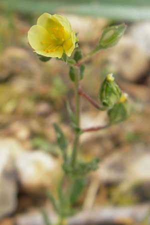 Helianthemum salicifolium \ Weidenbl&auml;ttriges Sonnenr�schen / Willowleaf Rock-Rose, Mallorca/Majorca S'Arenal 5.4.2012