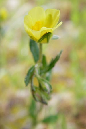 Helianthemum salicifolium \ Weidenbl&auml;ttriges Sonnenr�schen / Willowleaf Rock-Rose, Mallorca/Majorca S'Arenal 5.4.2012