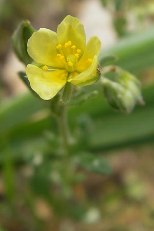 Helianthemum salicifolium \ Weidenbl&auml;ttriges Sonnenr�schen / Willowleaf Rock-Rose, Mallorca/Majorca S'Arenal 5.4.2012