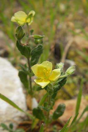 Helianthemum salicifolium \ Weidenbl&auml;ttriges Sonnenr�schen / Willowleaf Rock-Rose, Mallorca/Majorca S'Arenal 5.4.2012