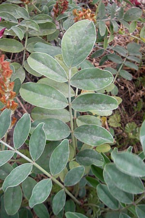 Hedysarum coronarium \ Kronen-S��klee, Mallorca Pollensa 24.4.2011
