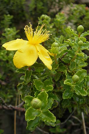 Hypericum balearicum \ Balearen-Johanniskraut / Balearic St. John's-Wort, Mallorca/Majorca Andratx 26.4.2011