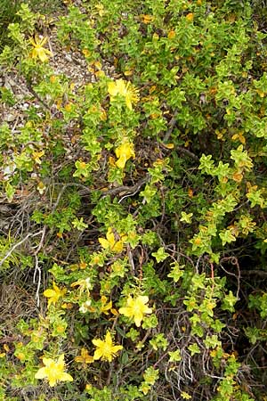Hypericum balearicum \ Balearen-Johanniskraut / Balearic St. John's-Wort, Mallorca/Majorca Andratx 26.4.2011