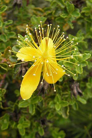 Hypericum balearicum \ Balearen-Johanniskraut / Balearic St. John's-Wort, Mallorca/Majorca Andratx 26.4.2011