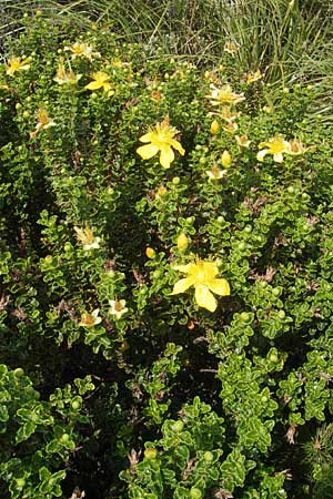 Hypericum balearicum \ Balearen-Johanniskraut / Balearic St. John's-Wort, Mallorca/Majorca Sant Elm 29.4.2011