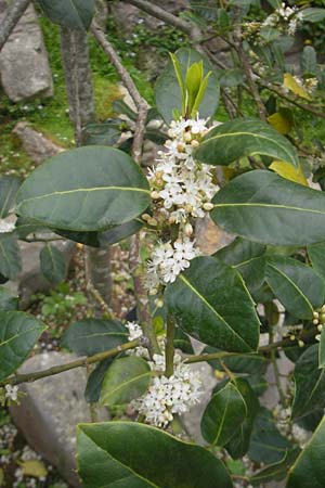 Ilex aquifolium \ Stechpalme / Holly, Mallorca/Majorca Soller Botan. Gar. 23.4.2011