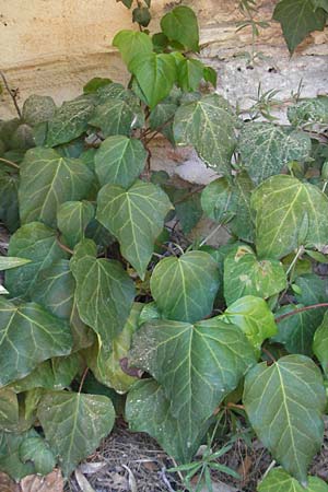 Hedera hibernica \ Irische Efeu, Gro&szlig;bl&auml;ttrige Efeu / Irish Ivy, Atlantic Ivy, Mallorca/Majorca Pollensa 11.4.2012