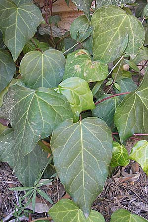 Hedera hibernica \ Irische Efeu, Gro&szlig;bl&auml;ttrige Efeu / Irish Ivy, Atlantic Ivy, Mallorca/Majorca Pollensa 11.4.2012
