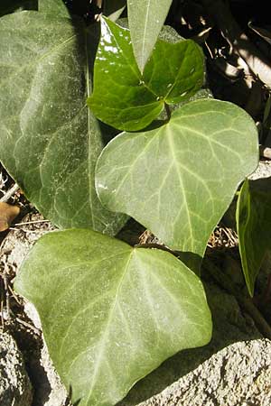 Hedera hibernica \ Irische Efeu, Gro&szlig;bl&auml;ttrige Efeu / Irish Ivy, Atlantic Ivy, Mallorca/Majorca Pollensa 11.4.2012