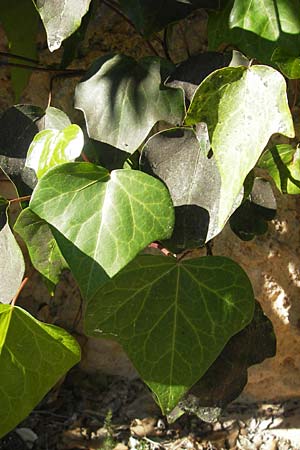 Hedera hibernica \ Irische Efeu, Gro&szlig;bl&auml;ttrige Efeu / Irish Ivy, Atlantic Ivy, Mallorca/Majorca Pollensa 11.4.2012