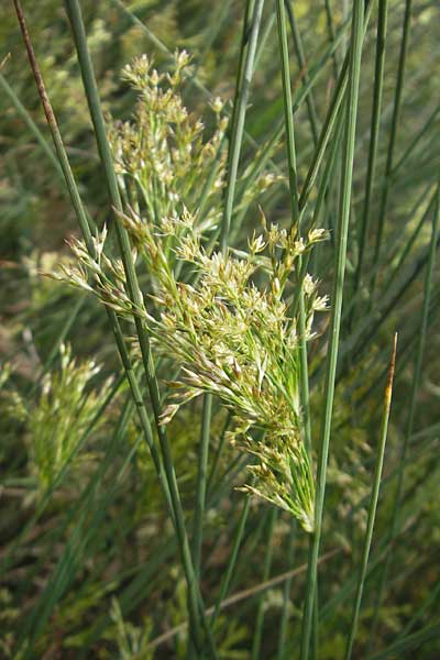 Juncus acutus \ Stechende Binse / Spiny Rush, Mallorca/Majorca Soller Botan. Gar.  23.4.2011