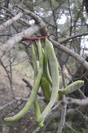 Ceratonia siliqua \ Johannisbrot-Baum, Karube / Carob, Mallorca/Majorca Andratx 22.4.2011