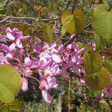 Cercis siliquastrum \ Judasbaum / Judas Tree, Mallorca/Majorca Llucmajor 8.4.2012