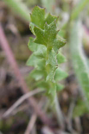 Hyoseris scabra \ Rauer Schweinssalat, Mallorca Andratx 3.4.2012