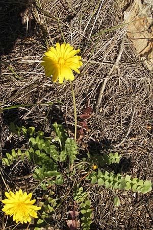 Hyoseris radiata \ Schweinssalat, Mallorca Cala Pi 8.4.2012