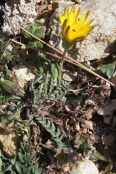 Hyoseris radiata \ Schweinssalat, Mallorca Cap Formentor 10.4.2012