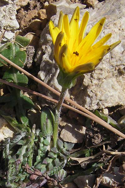 Hyoseris radiata \ Schweinssalat, Mallorca Cap Formentor 10.4.2012