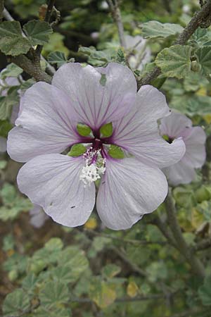 Malva subovata \ Strand-Strauchpappel / Sea Mallow, Mallorca/Majorca Soller Botan. Gar.  23.4.2011
