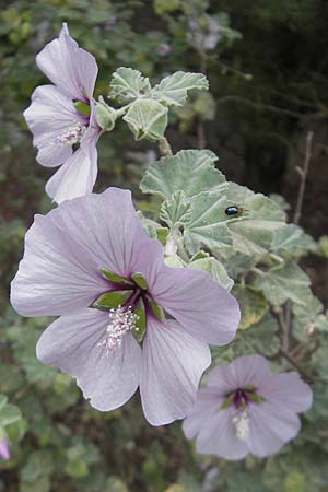 Malva subovata \ Strand-Strauchpappel / Sea Mallow, Mallorca/Majorca Soller Botan. Gar.  23.4.2011