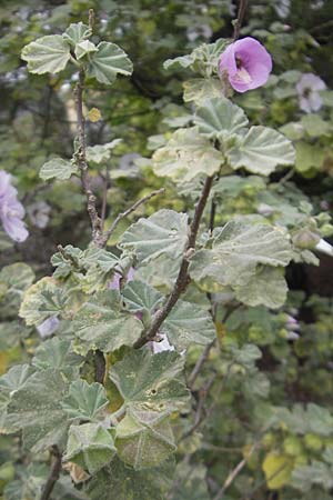 Malva subovata \ Strand-Strauchpappel / Sea Mallow, Mallorca/Majorca Soller Botan. Gar.  23.4.2011