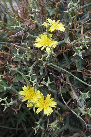 Launaea cervicornis \ Dornlattich / Hedgehog Lettuce, Mallorca/Majorca Cap Formentor 24.4.2011