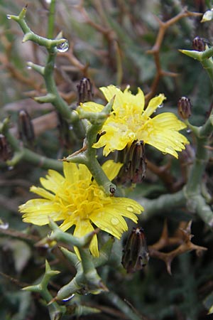 Launaea cervicornis \ Dornlattich / Hedgehog Lettuce, Mallorca/Majorca Cap Formentor 24.4.2011
