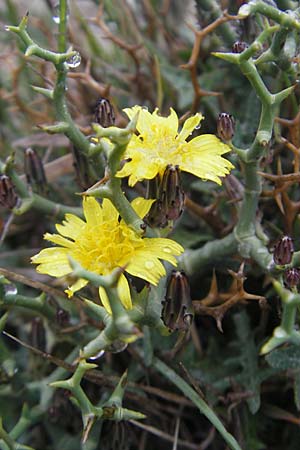 Launaea cervicornis \ Dornlattich / Hedgehog Lettuce, Mallorca/Majorca Cap Formentor 24.4.2011