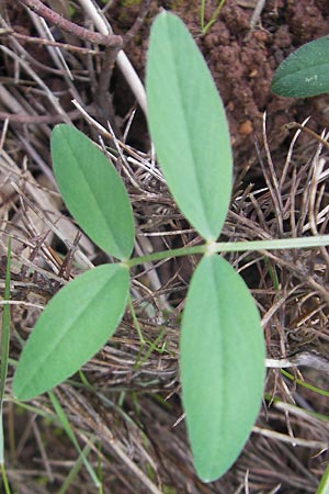 Vicia bithynica \ Bithynische Wicke / Bithynian Vetch, Mallorca/Majorca Andratx 26.4.2011