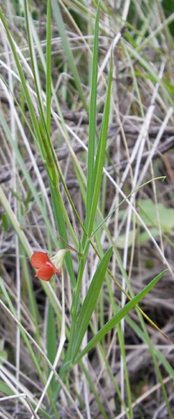 Lathyrus setifolius \ Grasblttrige Platterbse, Mallorca Andratx 3.4.2012