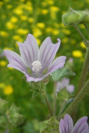 Malva multiflora \ Kretische Strauchpappel / Small Tree Mallow, Cretan Hollyhock, Mallorca/Majorca S'Albufera 30.4.2011