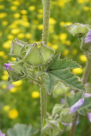 Malva multiflora \ Kretische Strauchpappel / Small Tree Mallow, Cretan Hollyhock, Mallorca/Majorca S'Albufera 30.4.2011