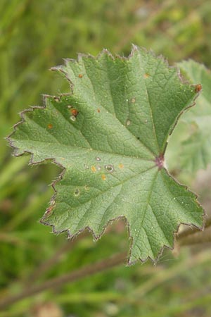 Malva multiflora \ Kretische Strauchpappel / Small Tree Mallow, Cretan Hollyhock, Mallorca/Majorca S'Albufera 30.4.2011