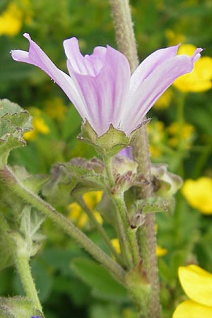 Malva multiflora \ Kretische Strauchpappel / Small Tree Mallow, Cretan Hollyhock, Mallorca/Majorca S'Albufera 30.4.2011