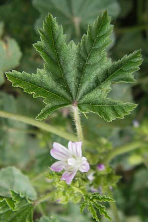 Malva multiflora \ Kretische Strauchpappel / Small Tree Mallow, Cretan Hollyhock, Mallorca/Majorca Ca'n Picafort 30.4.2011