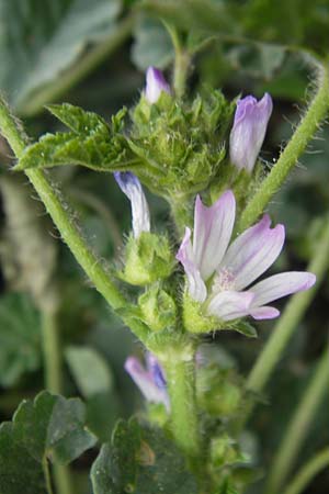 Malva multiflora \ Kretische Strauchpappel / Small Tree Mallow, Cretan Hollyhock, Mallorca/Majorca Ca'n Picafort 30.4.2011