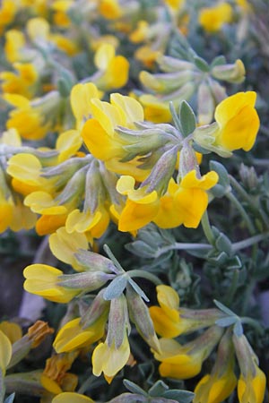 Lotus cytisoides \ Geikleeartiger Hornklee / Grey Bird's-Foot Trefoil, Mallorca/Majorca Pollensa 11.4.2012