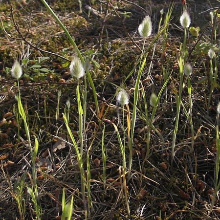 Lagurus ovatus \ Sdliches Samtgras, Hasenschwnzchen / Hare's Tail Grass, Mallorca/Majorca Pollensa 11.4.2012