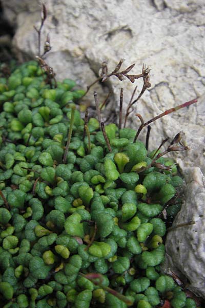 Limonium minutum ? \ Kleiner Strandflieder / Dwarf Sea Lavender, Mallorca/Majorca Cap Formentor 24.4.2011